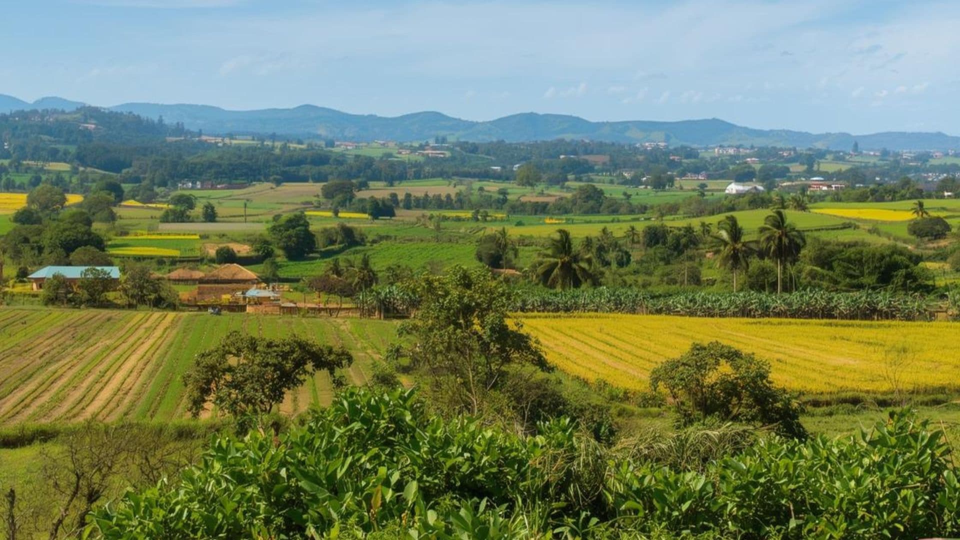 Field Engagement & Land Administration